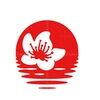 sakura017